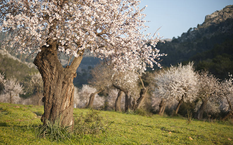 Mallorca’s Diversity