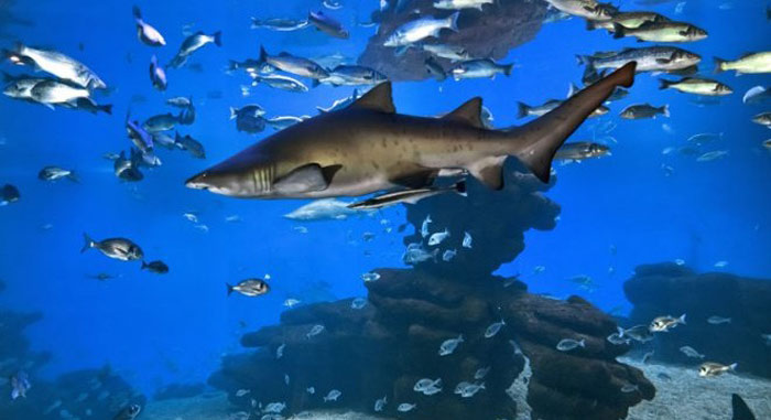 Palma Aquarium Mallorca