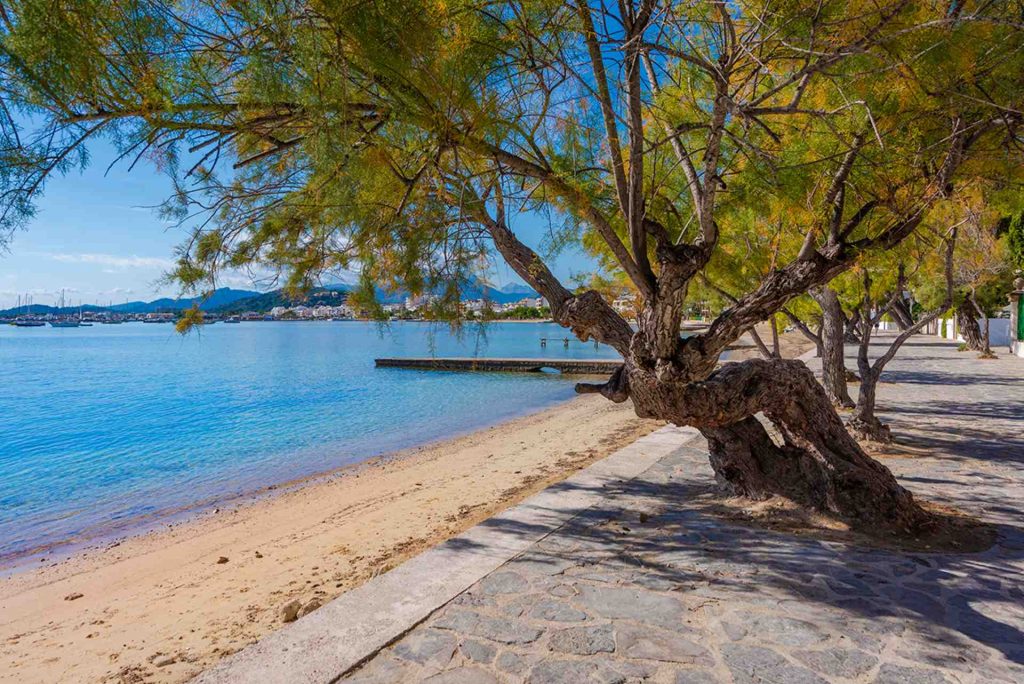 Pine Walk, perfect morning walk route in Puerto Pollensa.