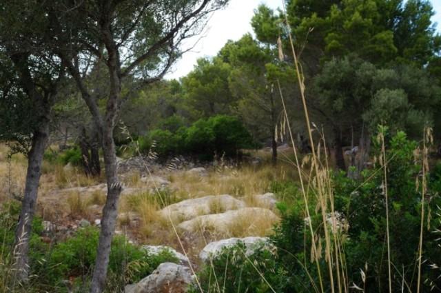 Grundstück kaufen in Valldemossa, Mallorca