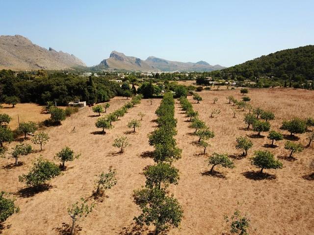 Large plot of 21.000m2 in excellent location for sale in Pollensa, Mallorca
