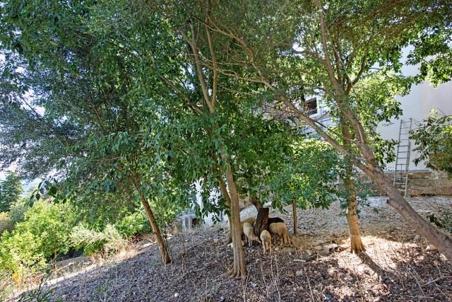 Exclusive plot with an existing building to develop for sale in Campanet, Mallorca