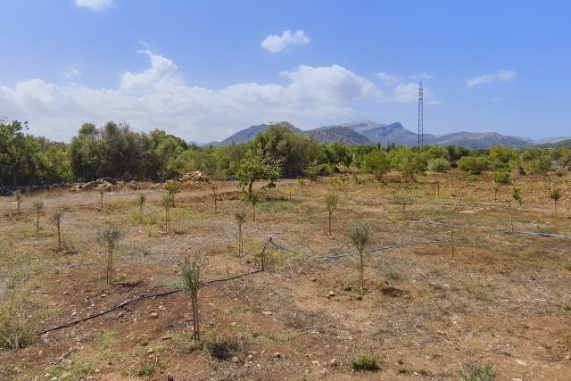 Peaceful country plot with project submission for sale in Pollensa, Mallorca