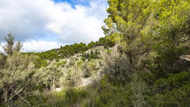 Excellent plot for sale in an idyllic area of in Galilea, Puigpuñent, Mallorca
