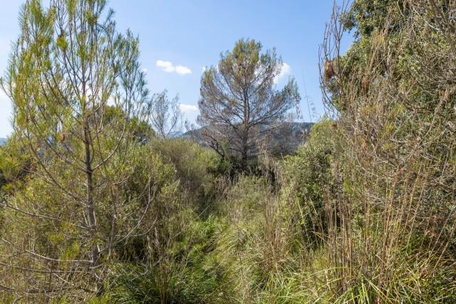 Parcela con un impresionante fondo montañoso en venta en Bunyola, noroeste de Mallorca