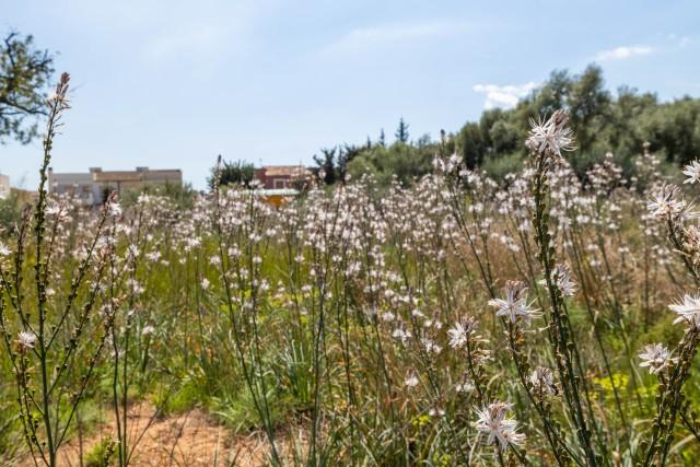 Parcela en venta en Bunyola, noroeste de Mallorca