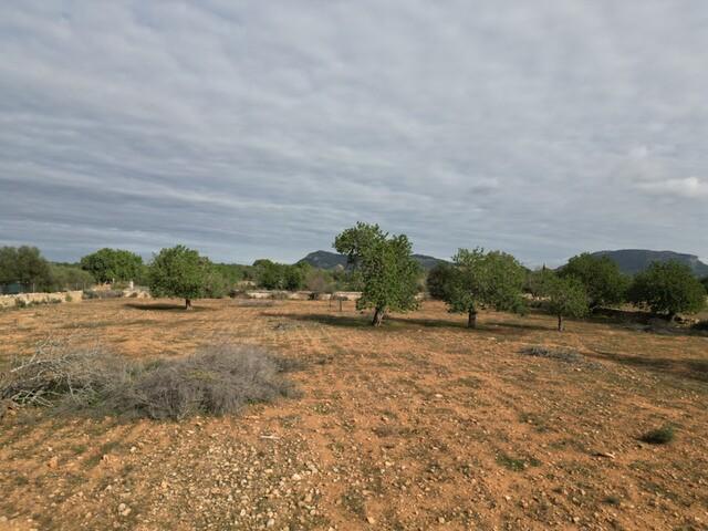 Amplia parcela con licencia en venta en Llucmajor, sur de Mallorca