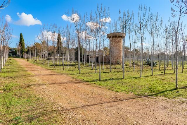 Rustic property ideal for cultivation or solar farming for sale, in Palma, Mallorca