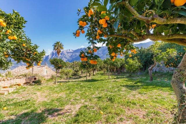 Country home with incredible views for sale in Sóller, Mallorca