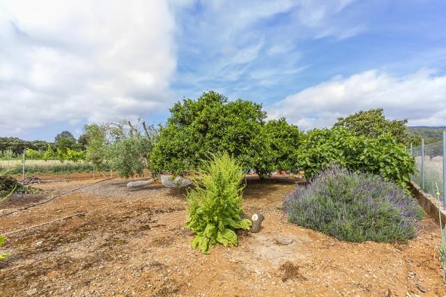 Lovely rural plot with mountain views for sale in Campanet, Mallorca
