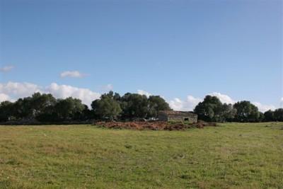 BAL Plot 1000m - G 03