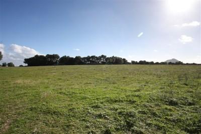 BAL Plot 1000m - G 03c