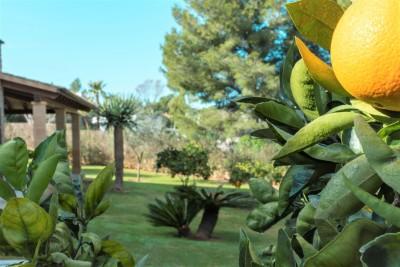 Garden (3)