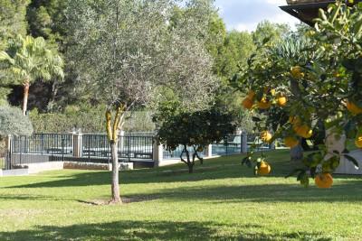 Garden (2)