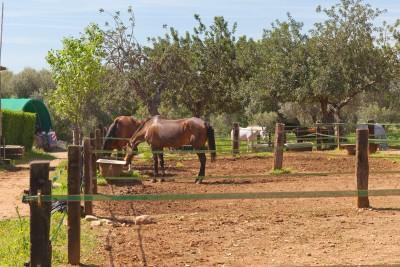Bunyola Countryside 02