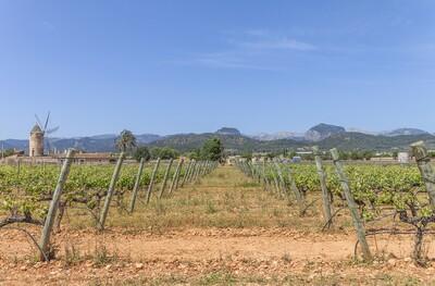 Binissalem Countryside 02