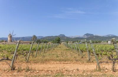 Binissalem Countryside 02