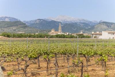 Binissalem Countryside 01