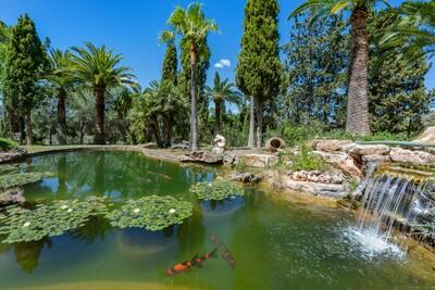 Pond (2)