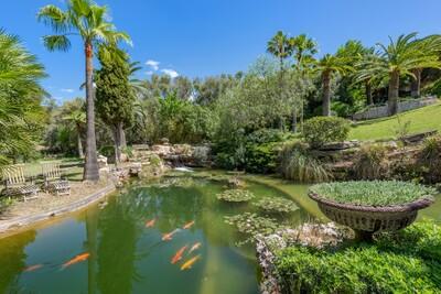 Pond (3)