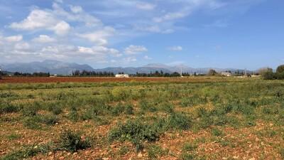 Plot (1)